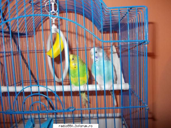 papagali acestia sunt papagalii mei cel verde este masculul celalalt femela Owner
