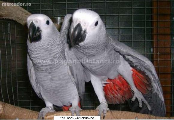 papagali jako african grey :zzz: poze cu papagali