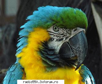 poze papagali papagal vorbitor Owner