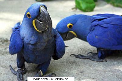 :d poze cu papagali