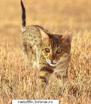 poze pisici pisica salbatica Owner