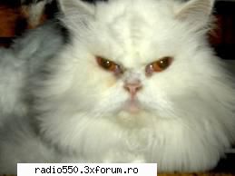 poze pisici pisica persana Owner