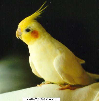 poze papagali papagal nimfa Owner