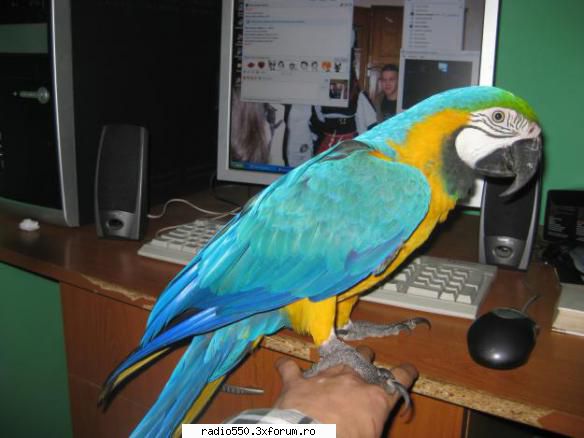 poze papagali papagal ara Owner