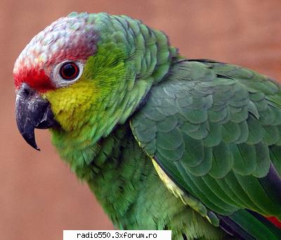 poze papagali papagal amazonian Owner