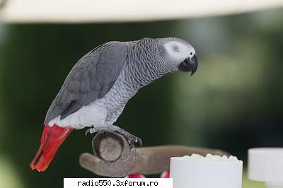 poze papagali papagal gri african Owner
