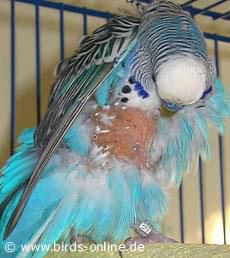 boli ale smulgerea penelor proprii: apare aproape toate speciile papagali, obicei sunt afectate Owner