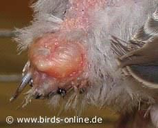 boli ale infectie glandei grasime coada: apare toti papagali dar mai ales perusi. poate observa Owner