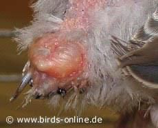 Boli ale papagalilor - Infectie a glandei de grasime de la coada: Apare - Papagali
