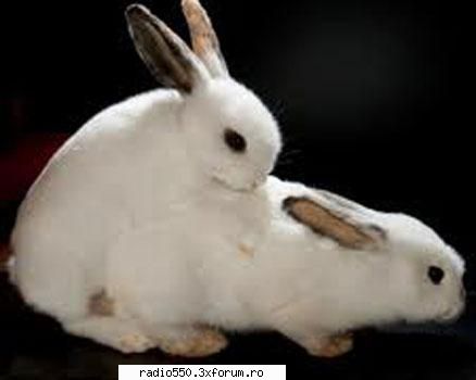 Inmultirea la iepuri - Ca specie, iepurele se �nmulţeşte - Iepuri