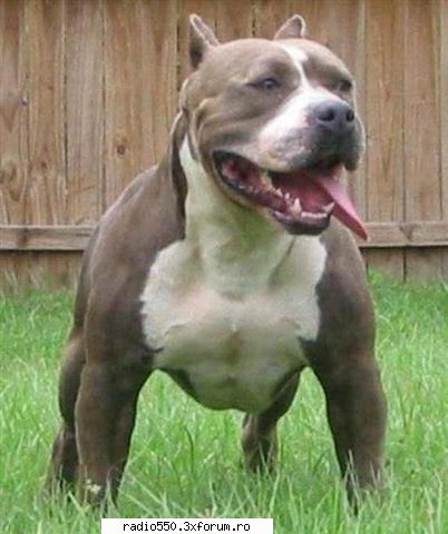 pitbull, va place? poze cu caini