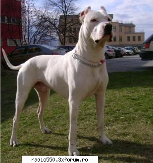Poze cu caini - Dog Argentinian :D - Caini