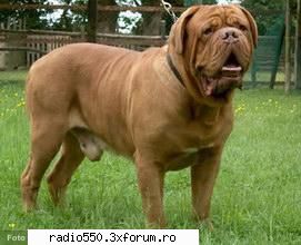 dog de bordeaaux poze cu caini