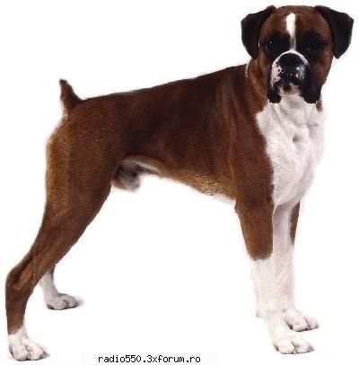 caine boxer poze cu caini