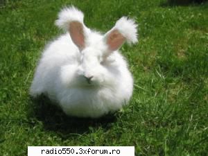 Poze cu iepuri - fulger - Iepuri