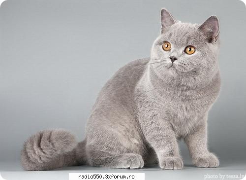 Poze pisici - british-shorthair - Pisici